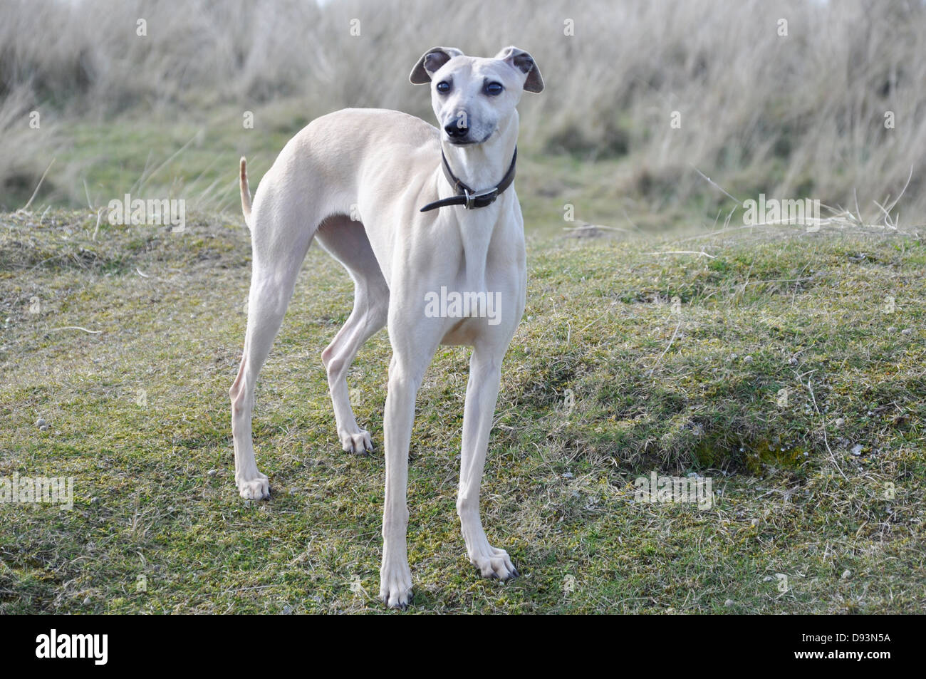 white whippet gun dog race dog standing still posed on a green grass hill looking UK Stock Photo