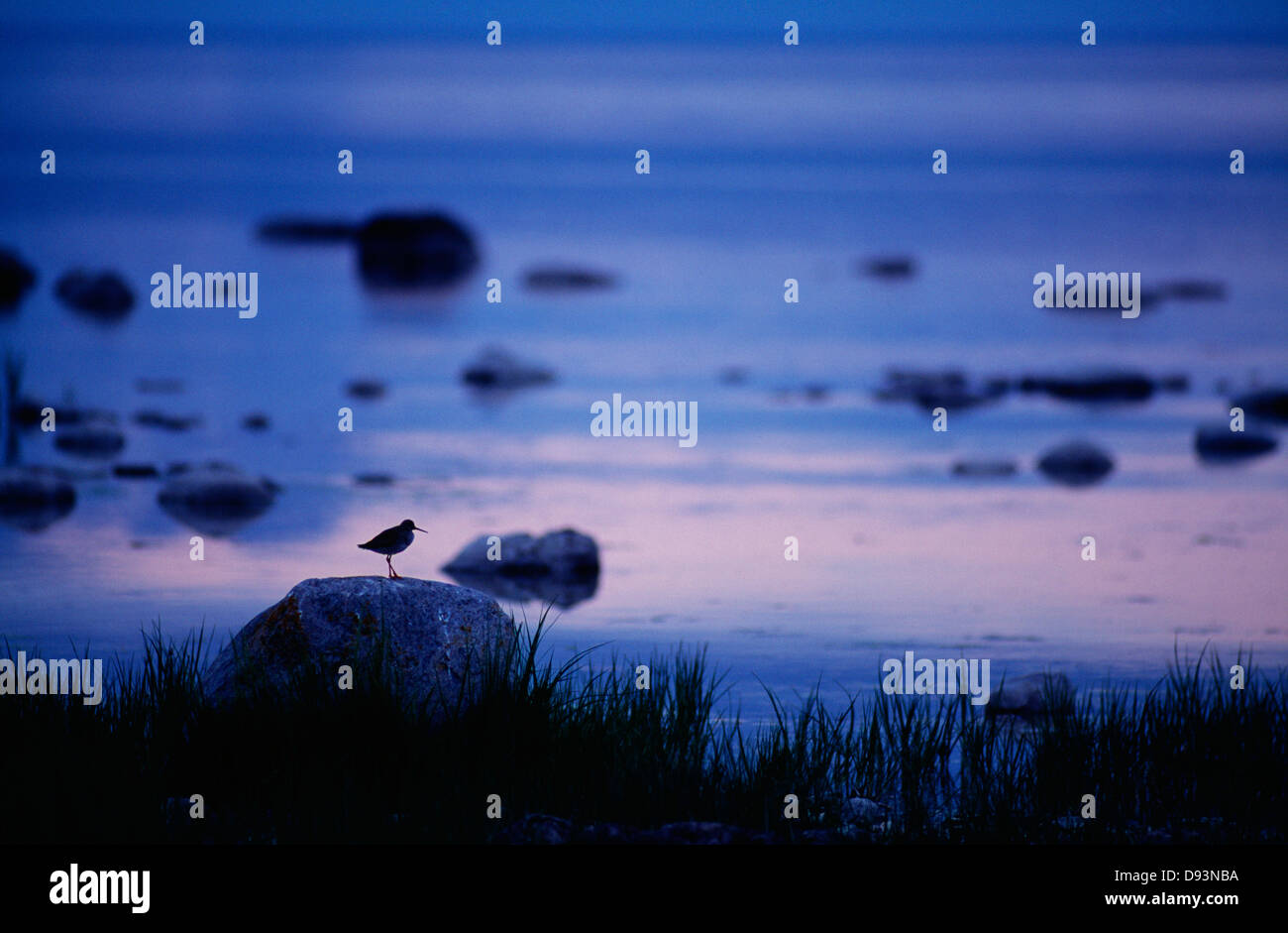 Silhouette of bird on stone by river, side view Stock Photo