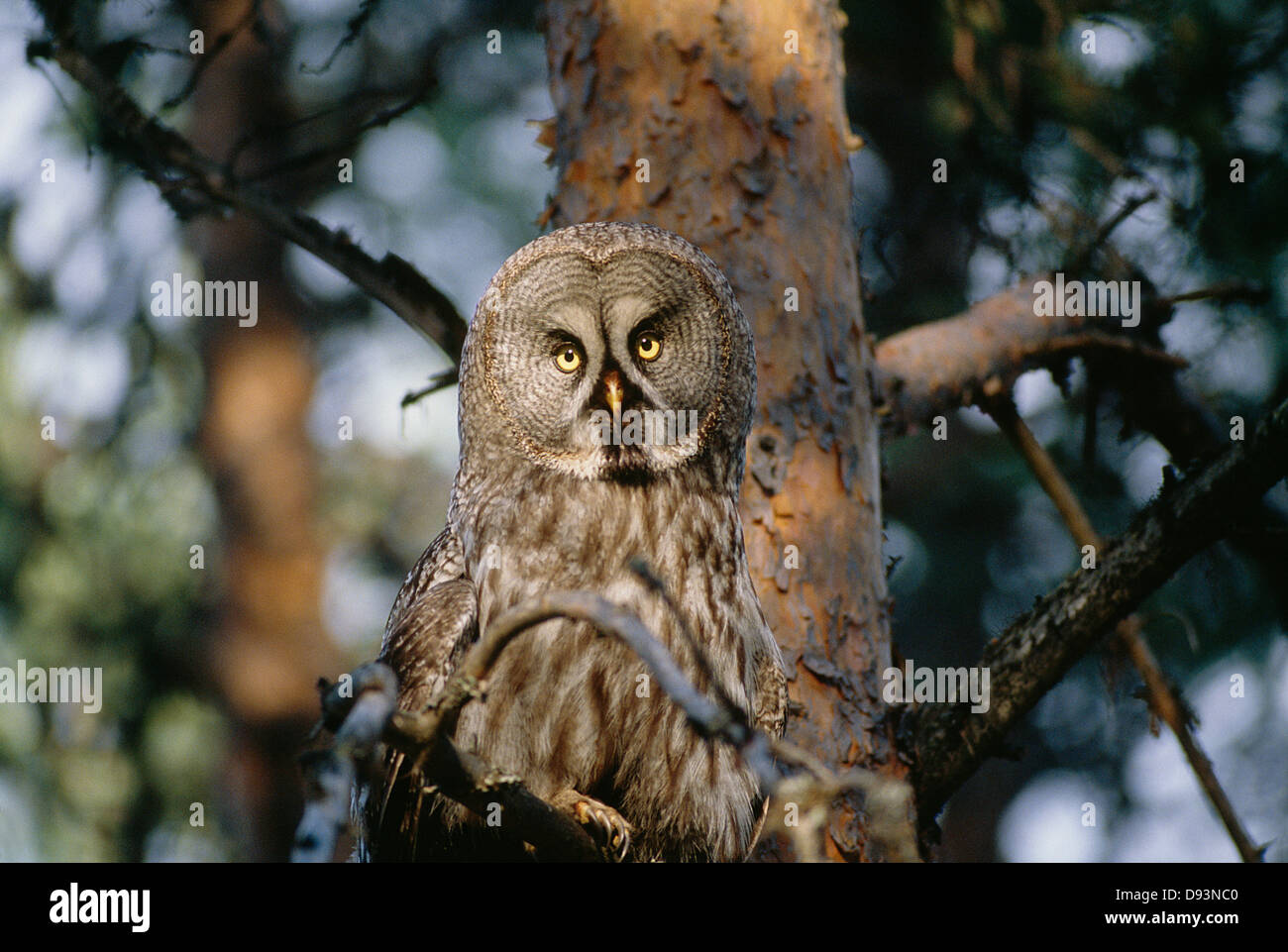 Owl staring Stock Photo