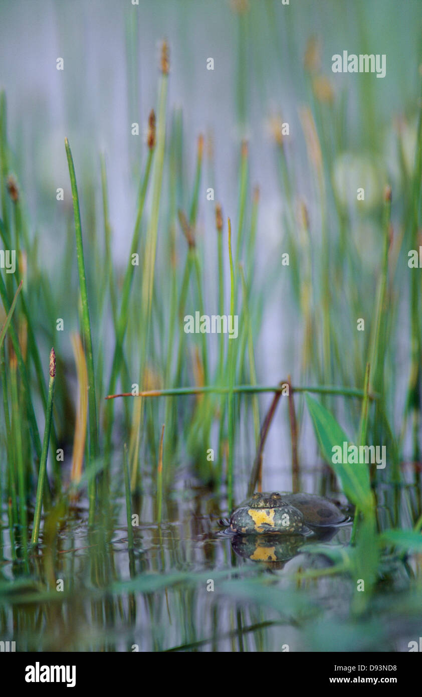 Toad in water Stock Photo - Alamy