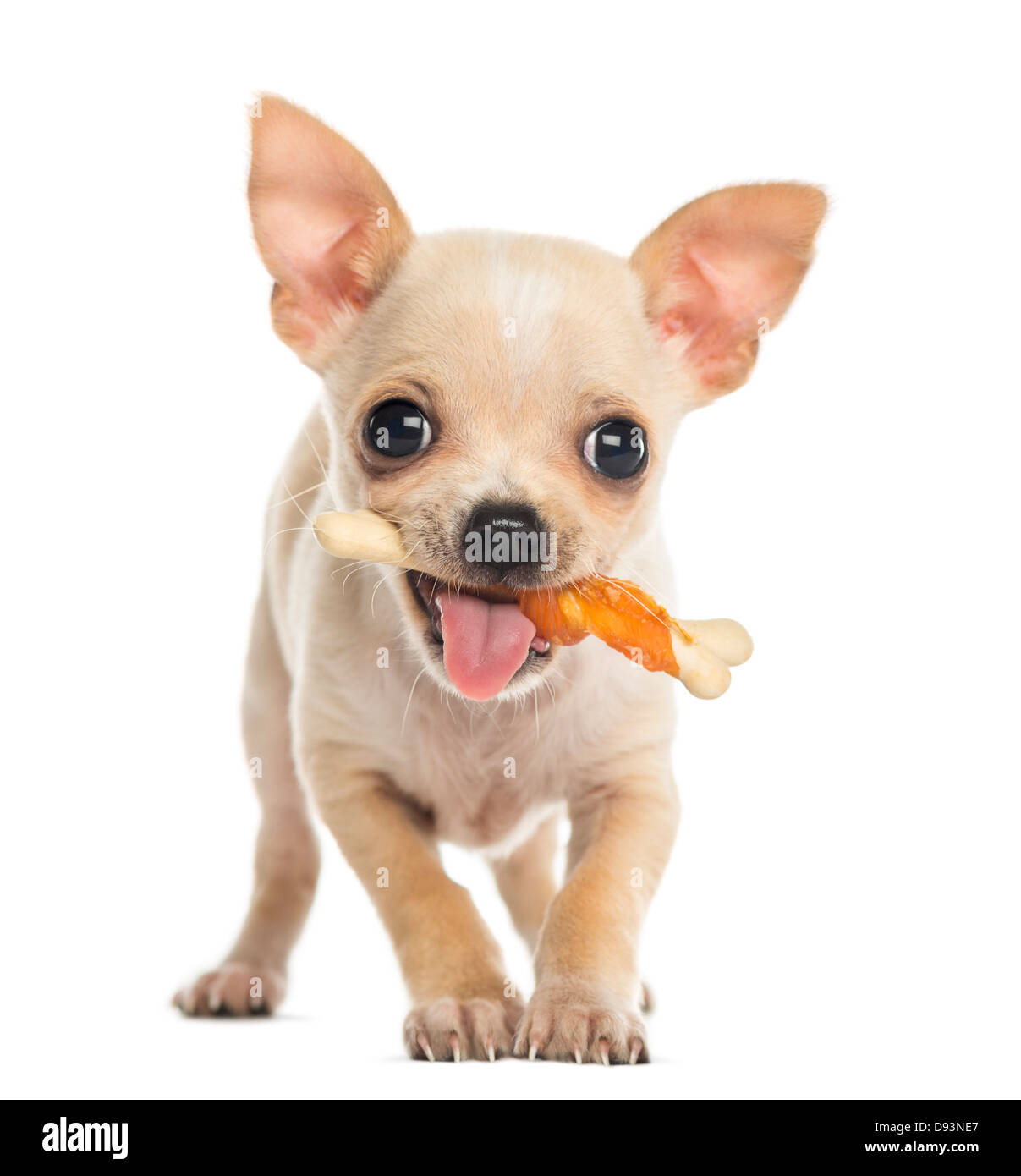 Why Do Dogs Cry With A Bone In Their Mouth