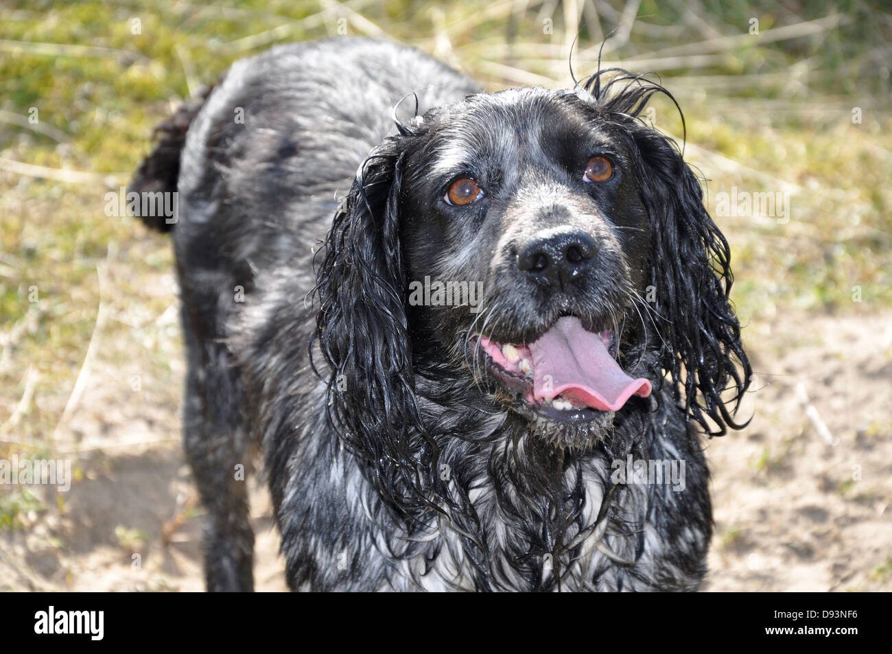 black cocker spaniel gun dog looking at owner tongue out by river water on green grass shooting hunting UK Stock Photo