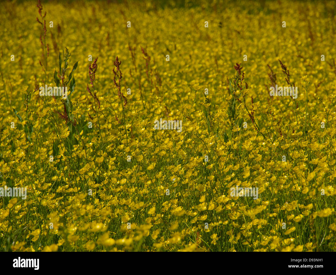 Buttercup field full of intense yellow in evening sunlight in June ...