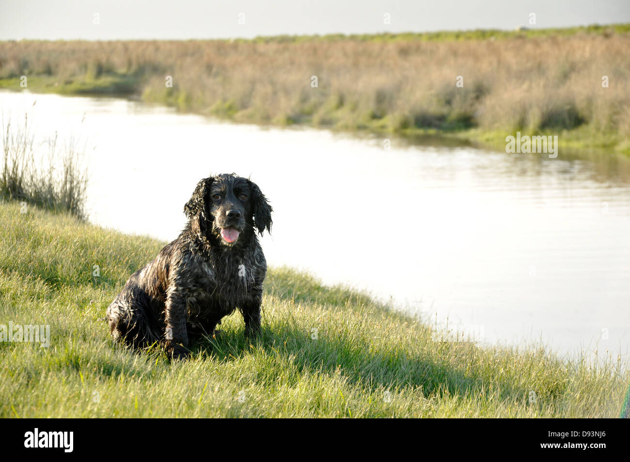 black cocker spaniel gun dog looking at owner tongue out by river water on green grass shooting hunting UK Stock Photo