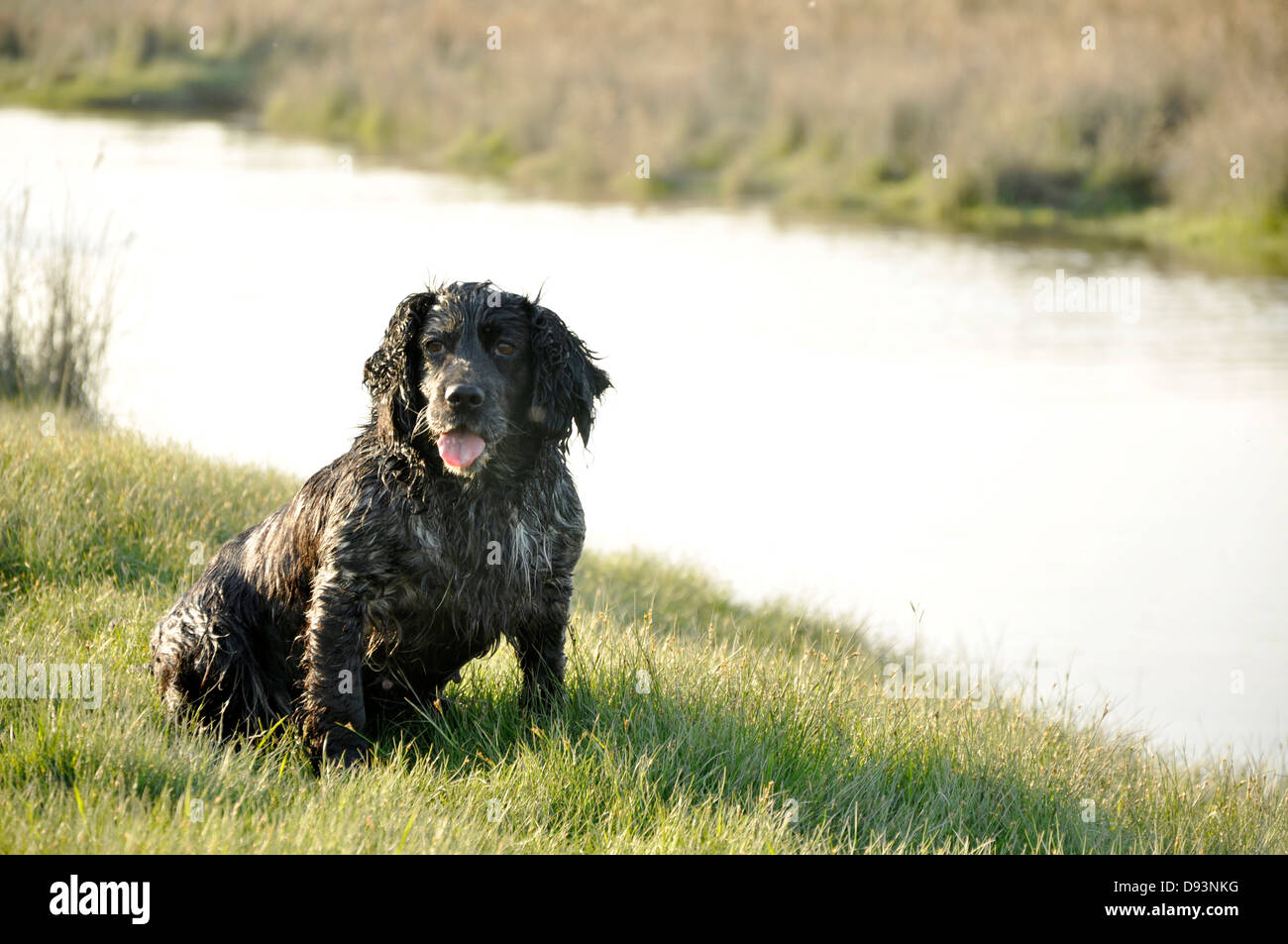 black cocker spaniel gun dog looking at owner tongue out by river water on green grass shooting hunting UK Stock Photo