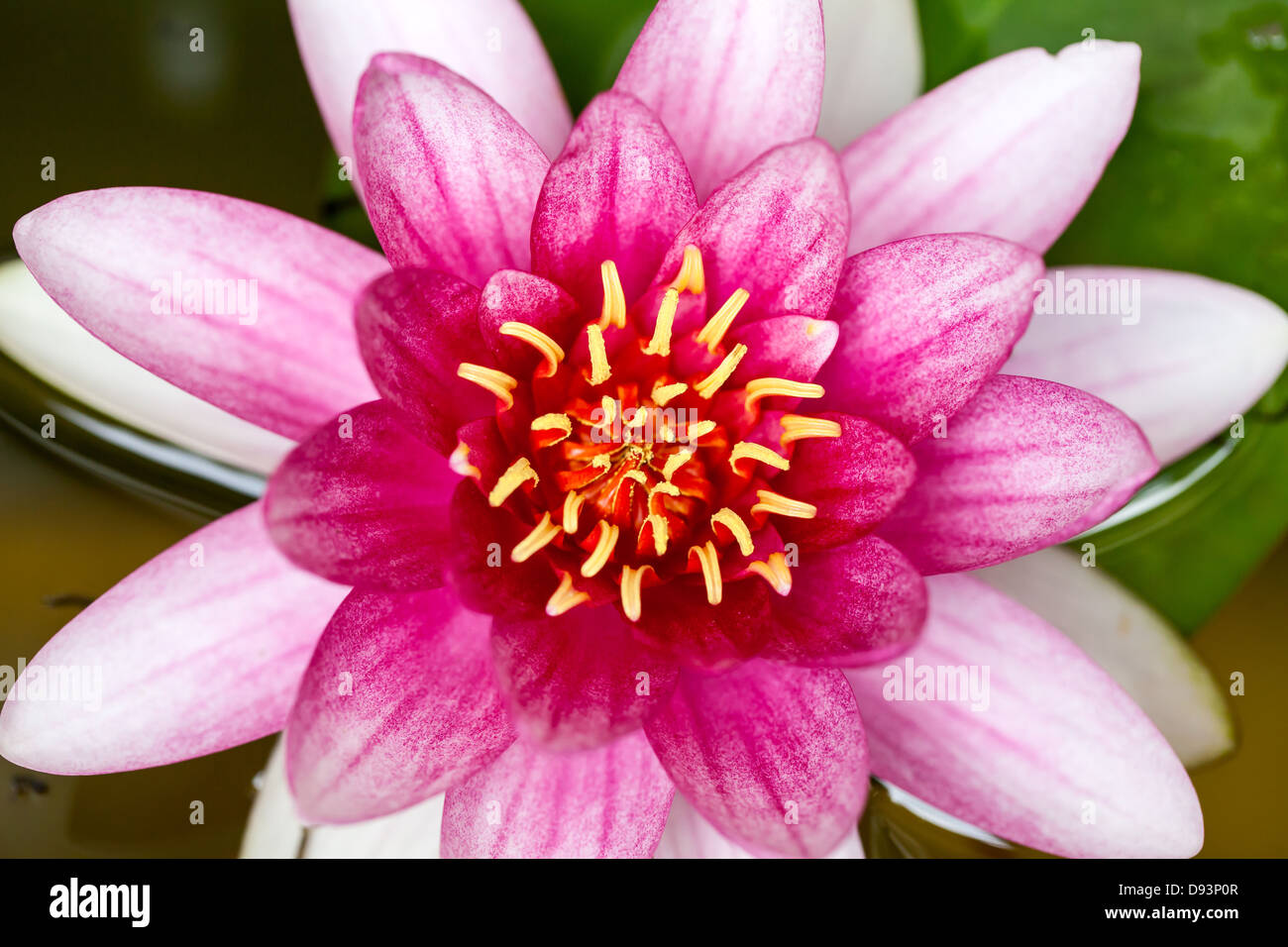 Closeup Of Water Lily High Resolution Stock Photography and Images - Alamy