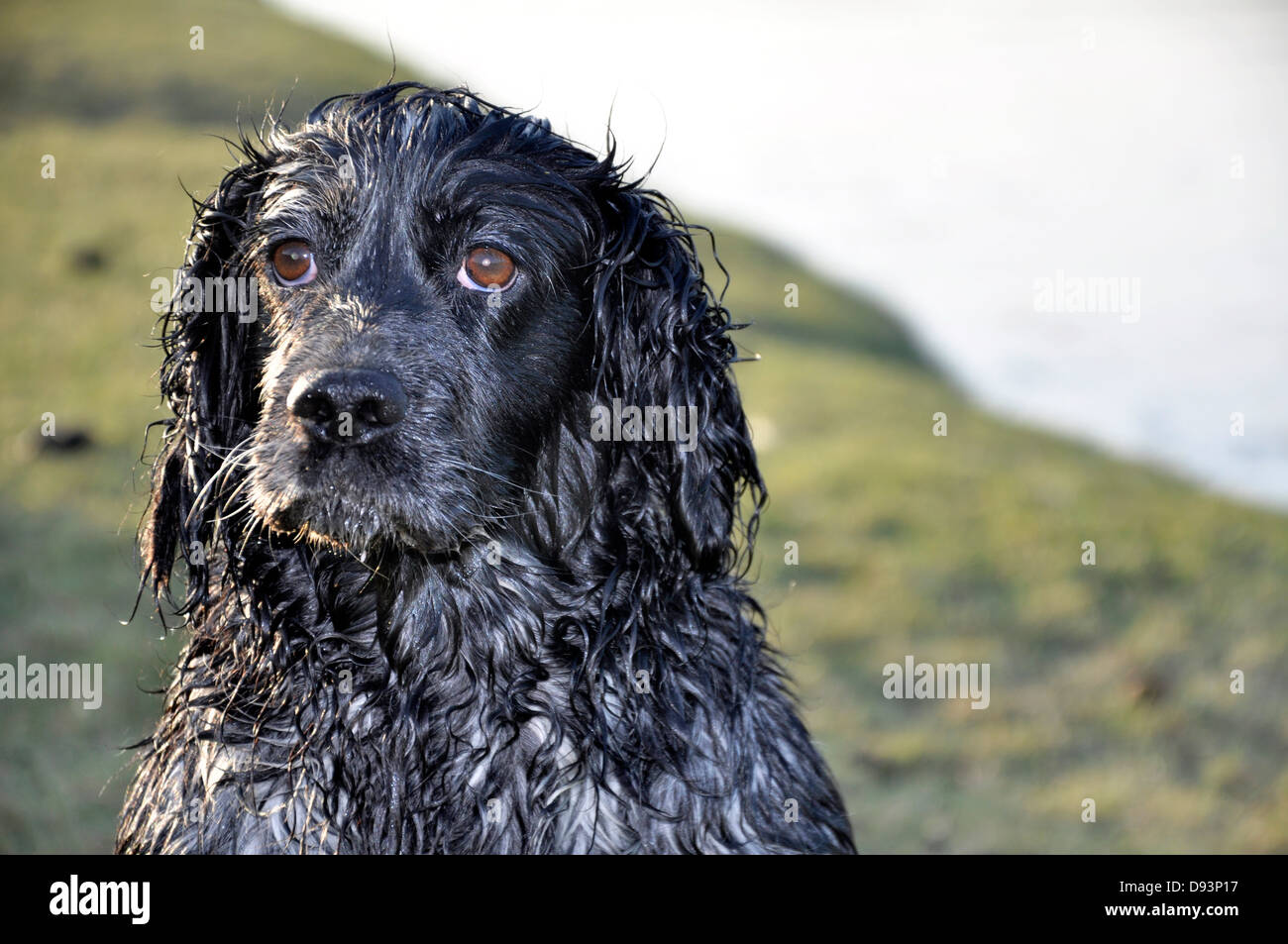 Black cocker spaniel gun dog looking at owner by river shooting hunting pheasant shooting UK