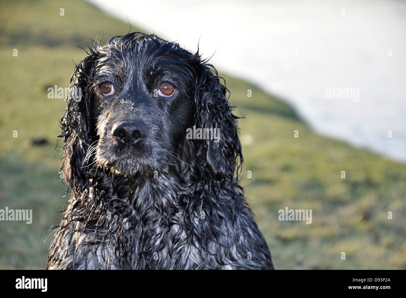 Black cocker spaniel gun dog looking at owner camera by river shooting hunting pheasant shooting UK Stock Photo