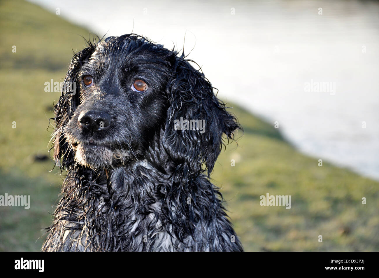 Black cocker spaniel gun dog looking at owner by river shooting hunting pheasant shooting UK