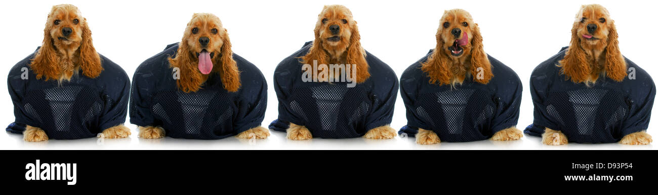 sports hounds - line up of cocker spaniels wearing football jerseys isolted on white background Stock Photo