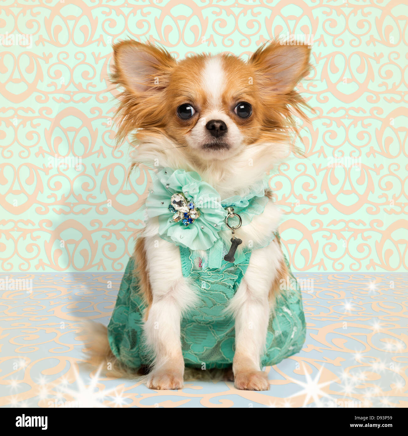 Chihuahua wearing green dress sitting on fancy background Stock Photo