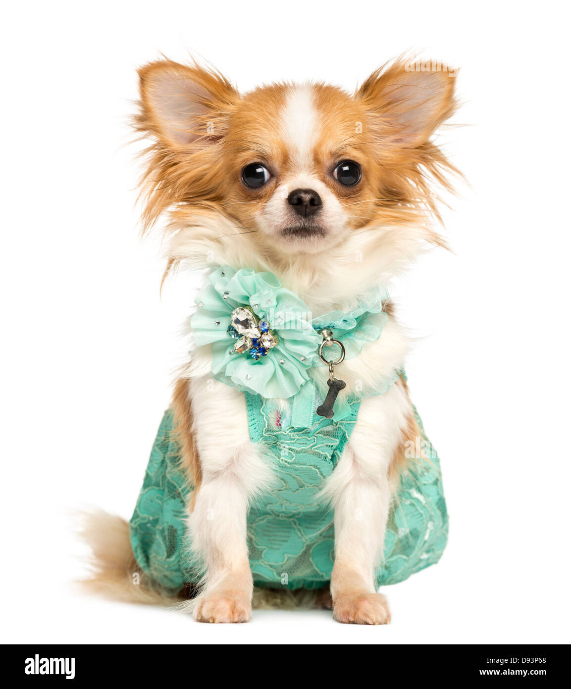 Chihuahua wearing a green dress sitting against white background Stock Photo