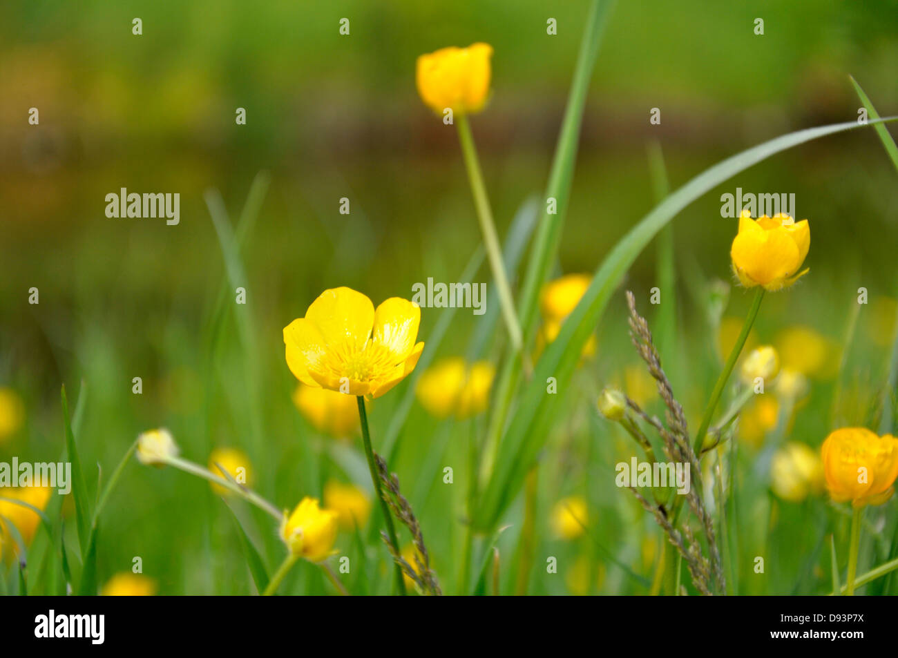 yellow buttercup flowers blowing in the wind in the grass Stock Photo