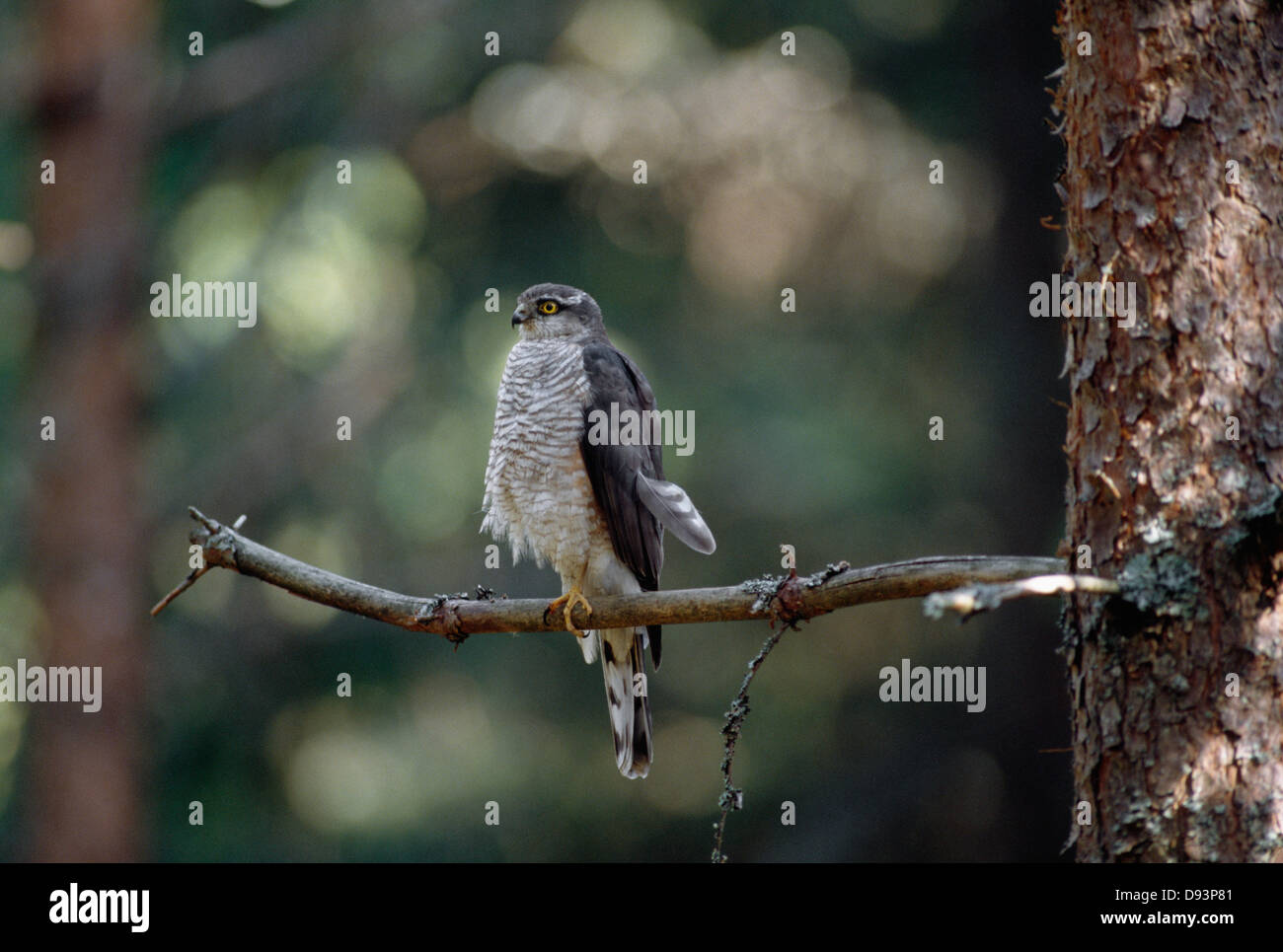 Sparrow hawk perching on branch Stock Photo