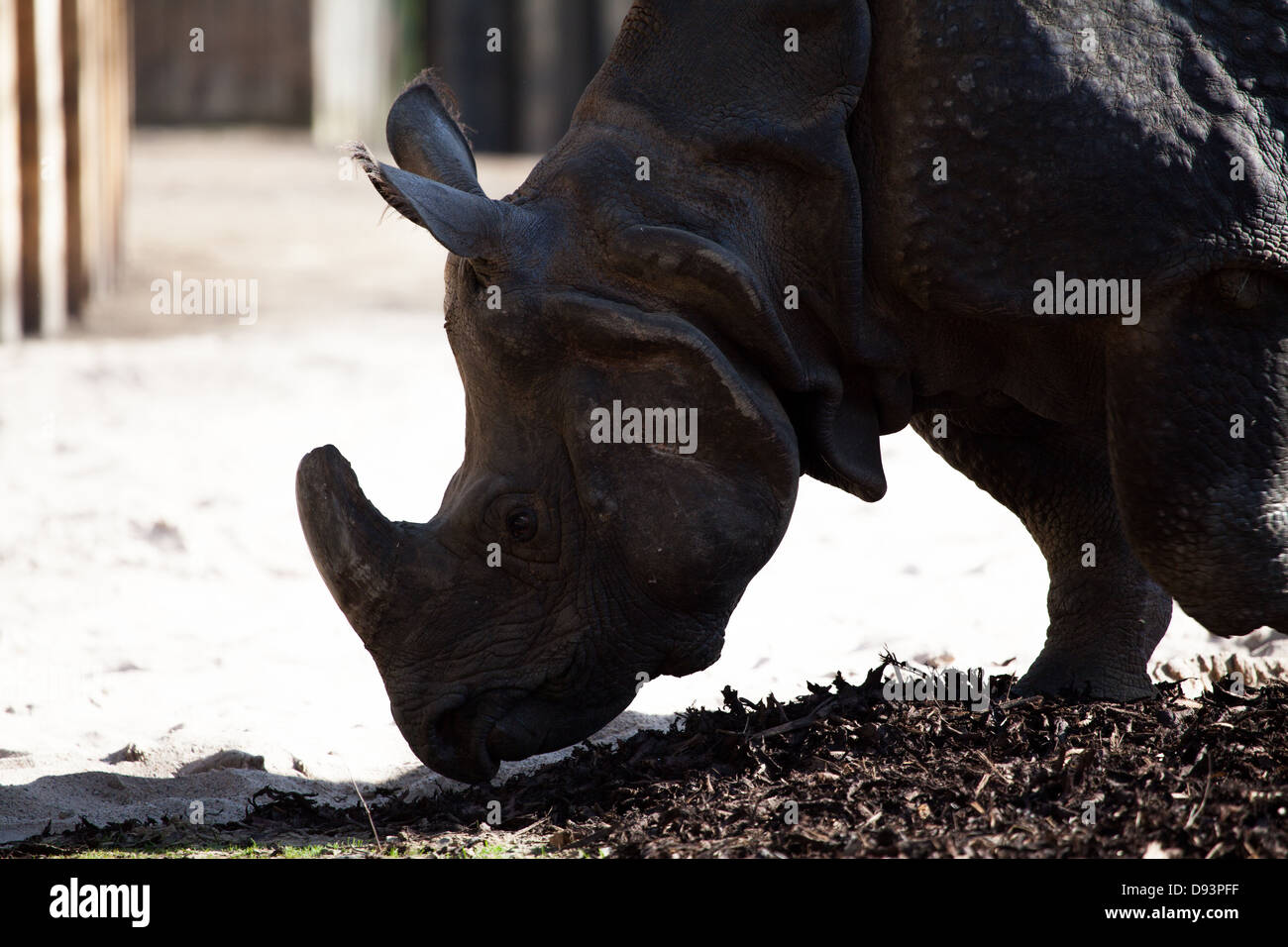 Rhino eating grass on a sunny day Stock Photo