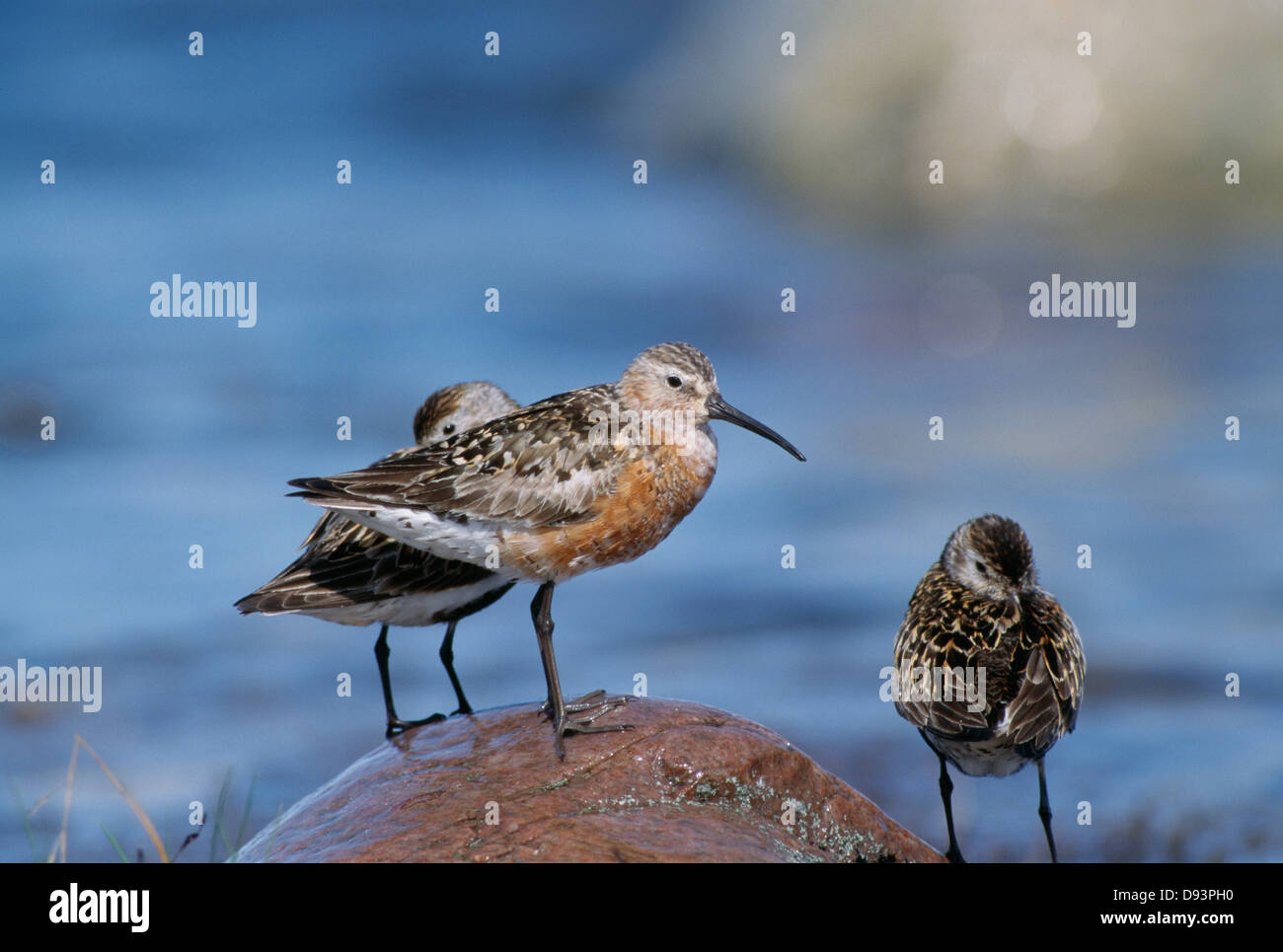 Curlew sandpipers on rock, close-up Stock Photo