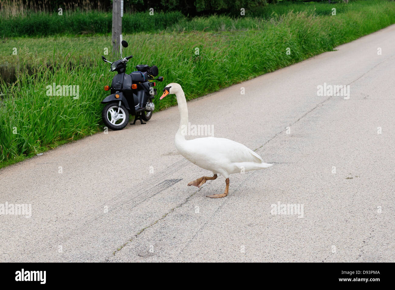 Swan on land hires stock photography and images Alamy