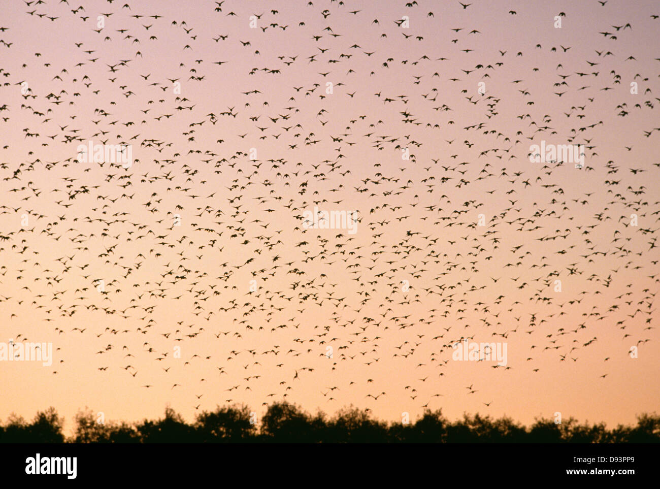Birds flying in hi-res stock photography and images - Alamy