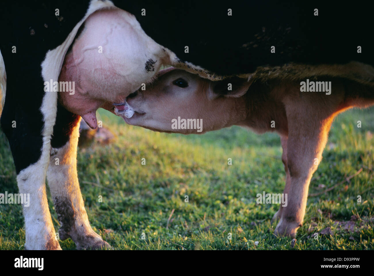 Calf sucking milk Stock Photo