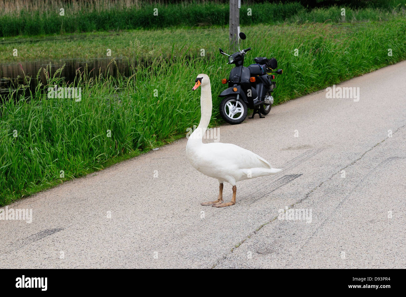 Mute Swan on land walking Stock Photo Alamy