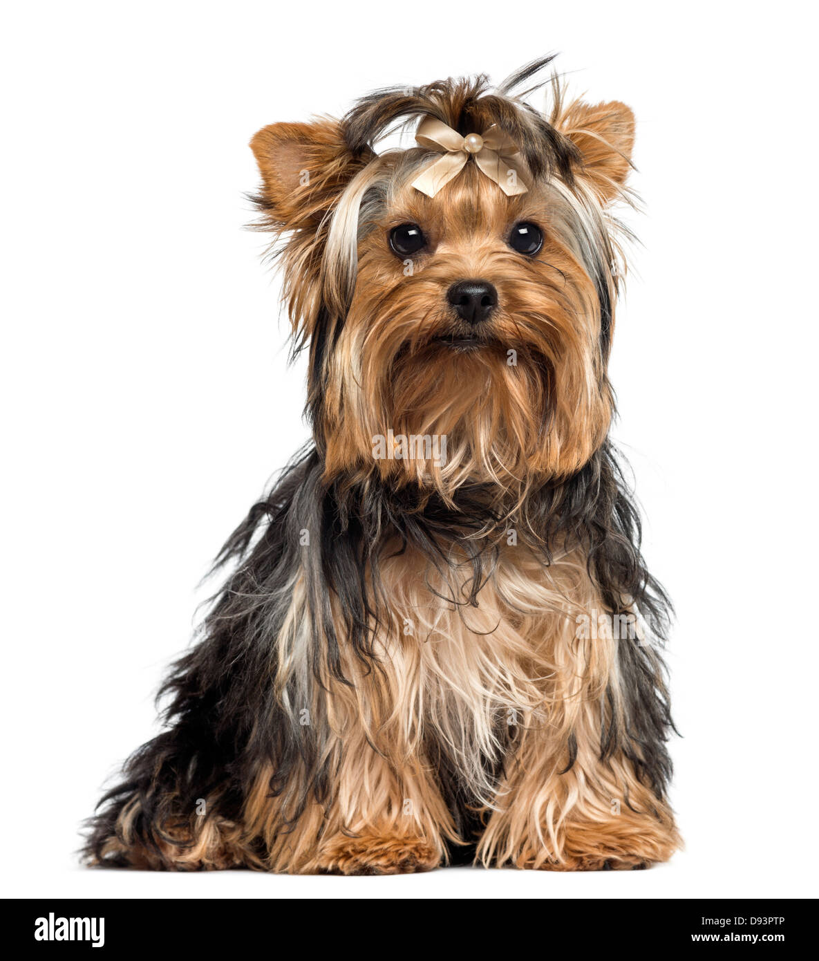 Yorkshire Terrier wearing a bow, 7 months old, against white background Stock Photo