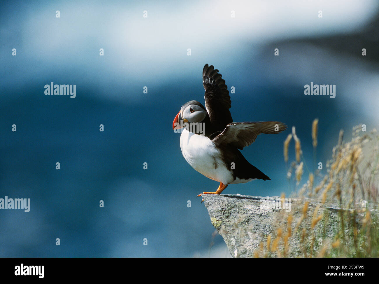 Atlantic puffin taking off Stock Photo