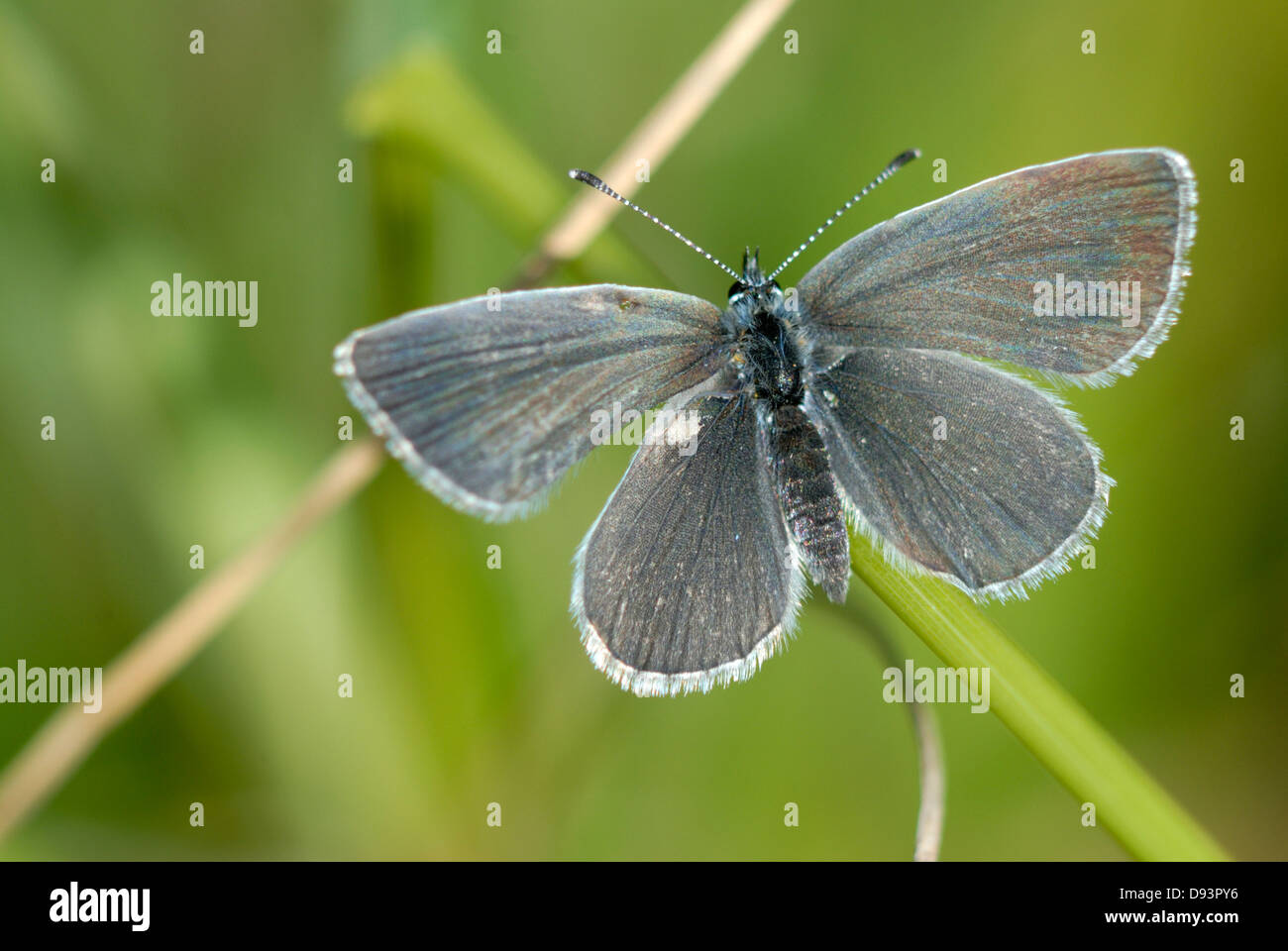 A small blue butterfly at rest Stock Photo