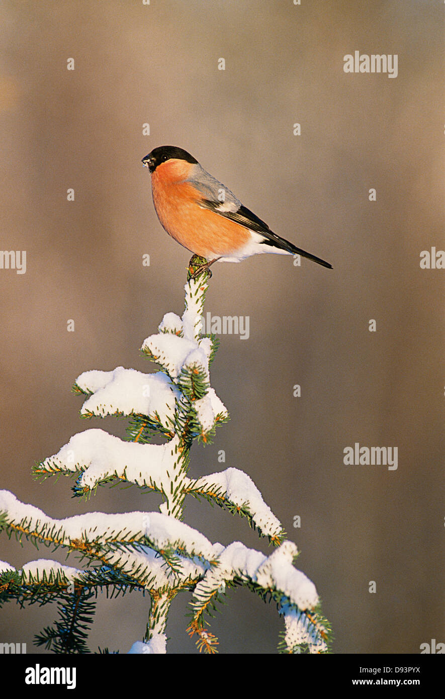 Bullfinch atop tree Stock Photo