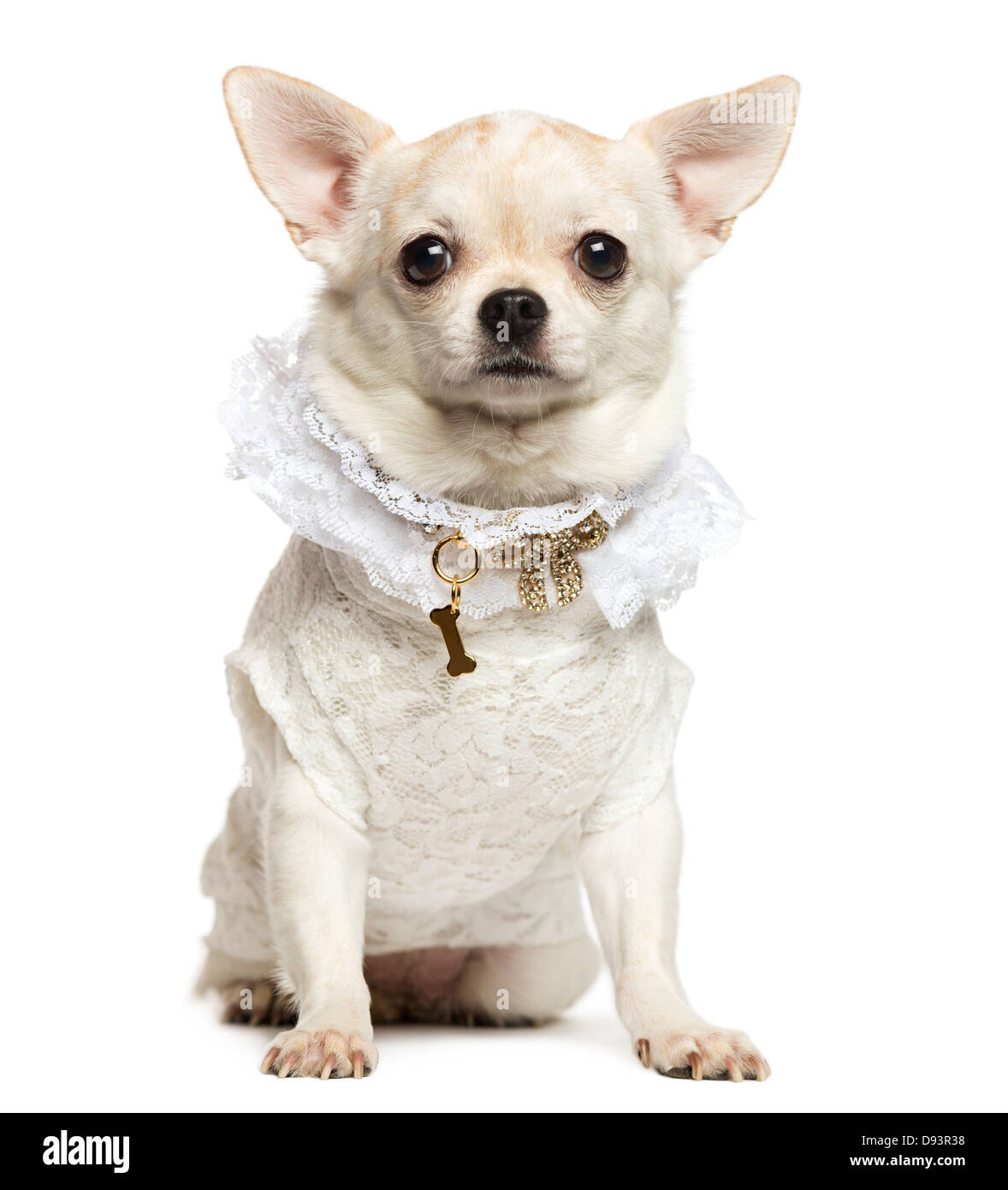 Chihuahua wearing lace shirt and fancy dog collar, sitting against
