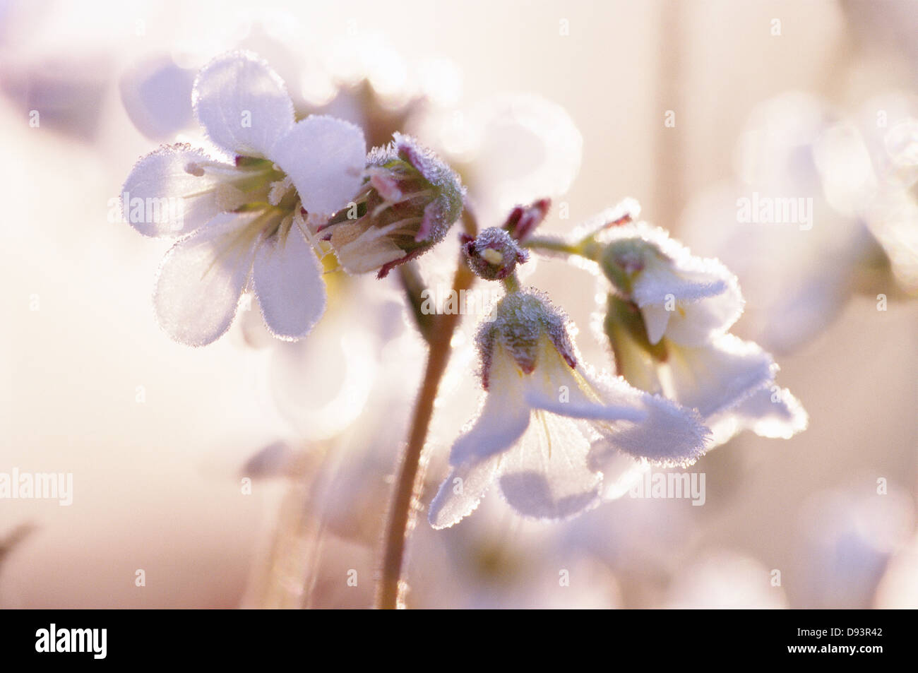 Close-up of Meadow Saxifrage. Stock Photo