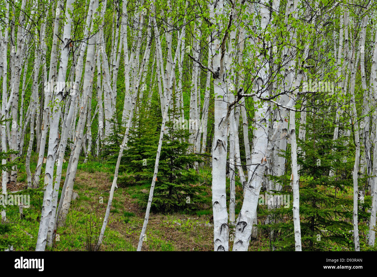 White birch woodland with spruce trees Greater Sudbury Ontario Canada