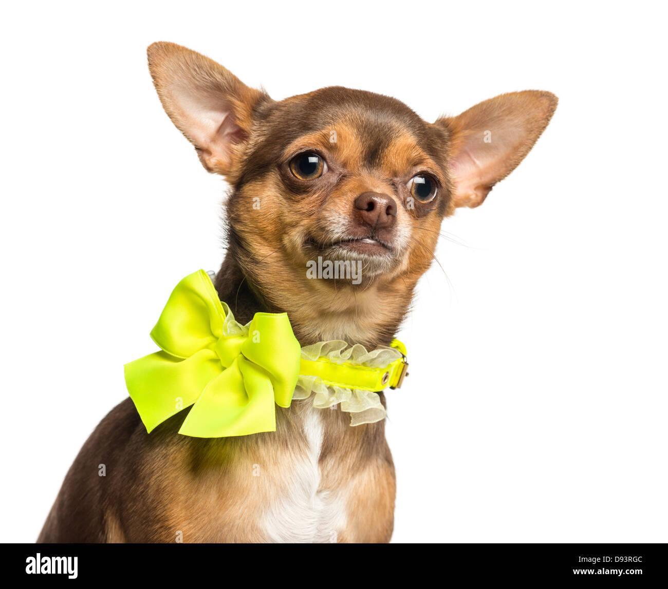 Close-up of Chihuahua wearing a yellow bow collar, 18 months old, against white background Stock Photo