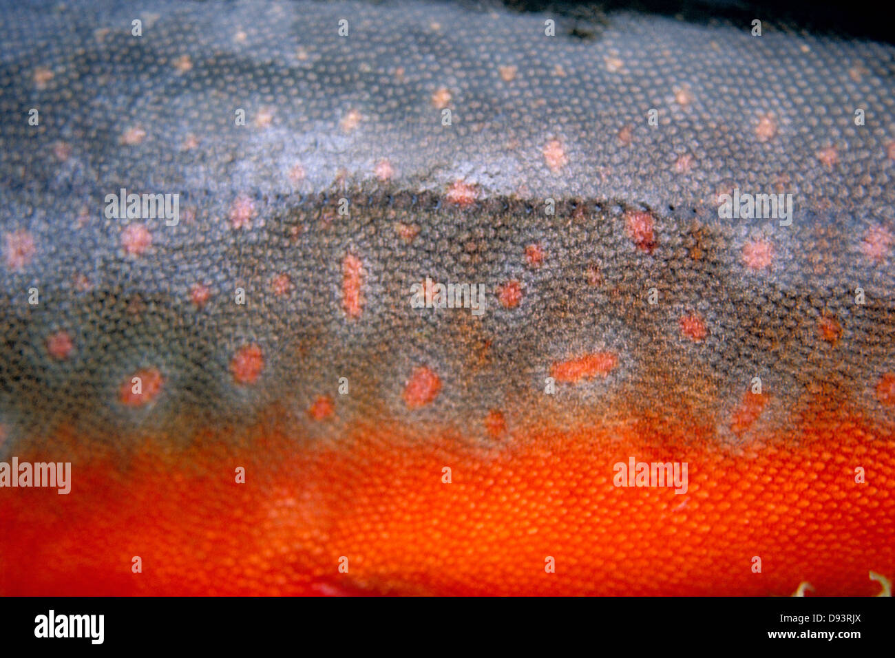 Arctic charr skin, close-up. Stock Photo