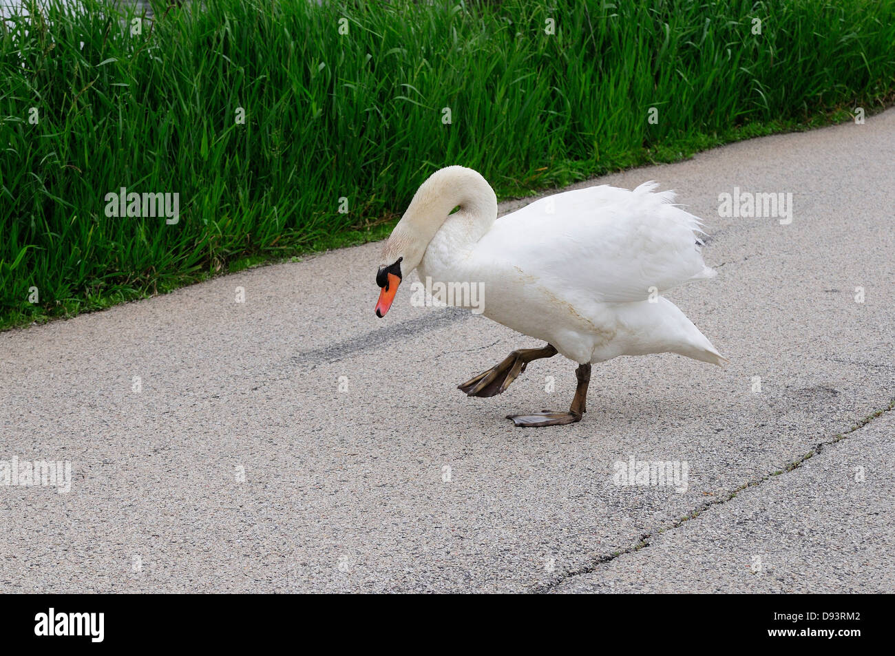 Mute swan crossing road. Stock Photo