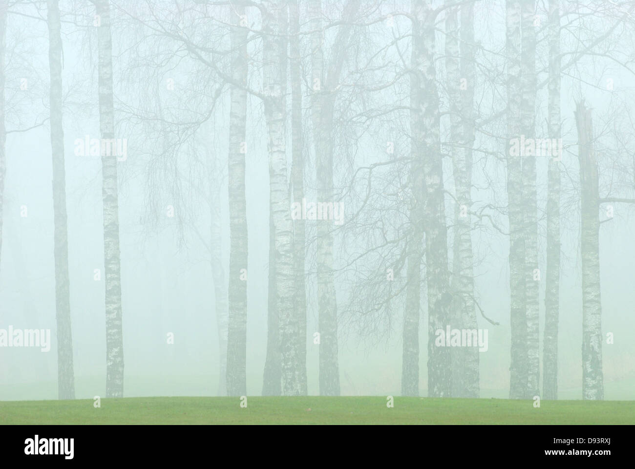 Trees in fog Stock Photo