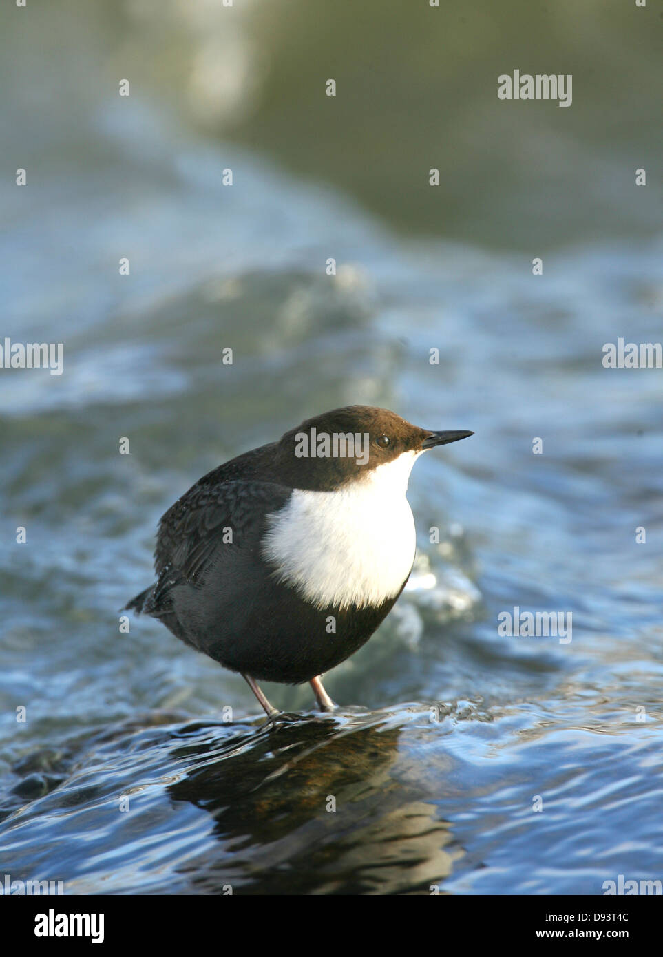 Dipper bird standing in water Stock Photo