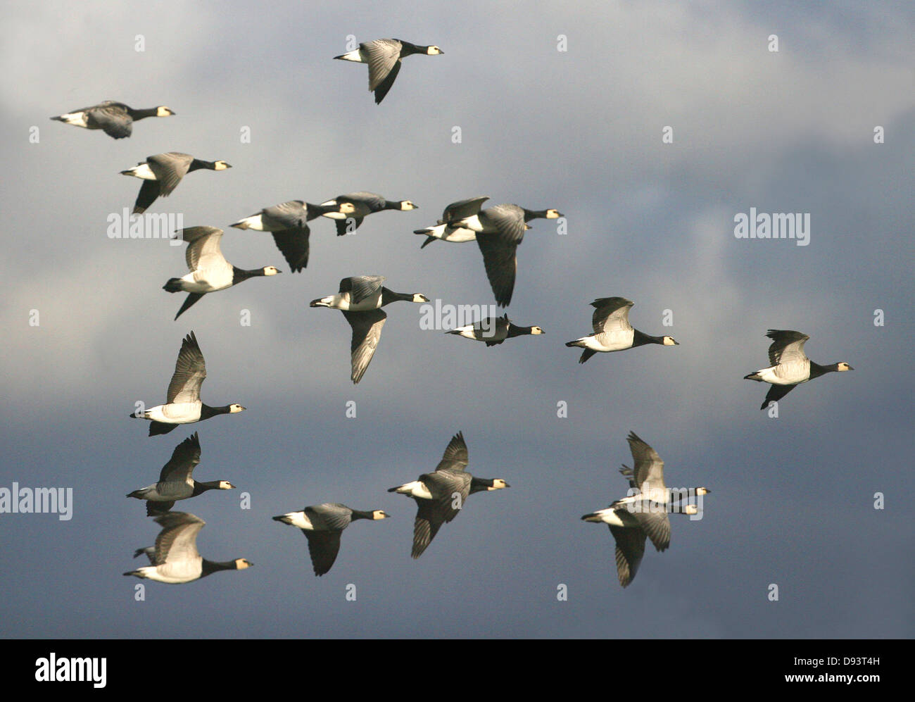 Flock of geese flying in formation Stock Photo - Alamy