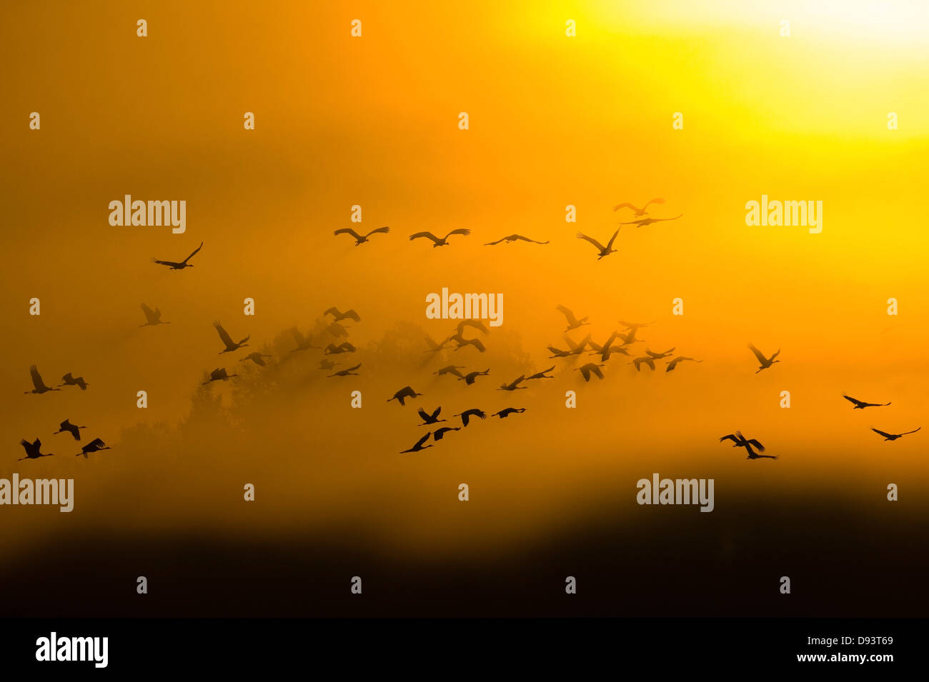 Silhouette of flying cranes Stock Photo - Alamy