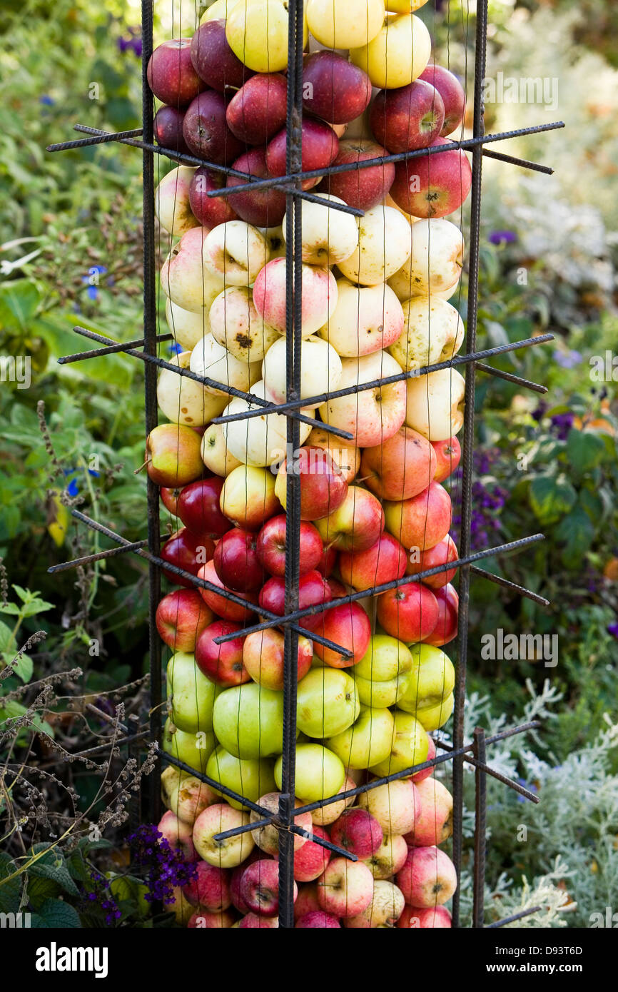 Different kinds of apples. Stock Photo