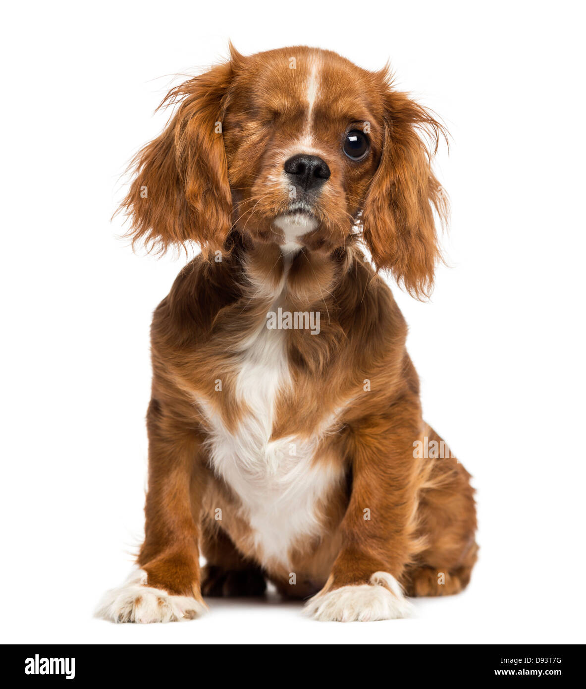 One-eyed Cavalier King Charles puppy sitting, 4 months old, against white background Stock Photo