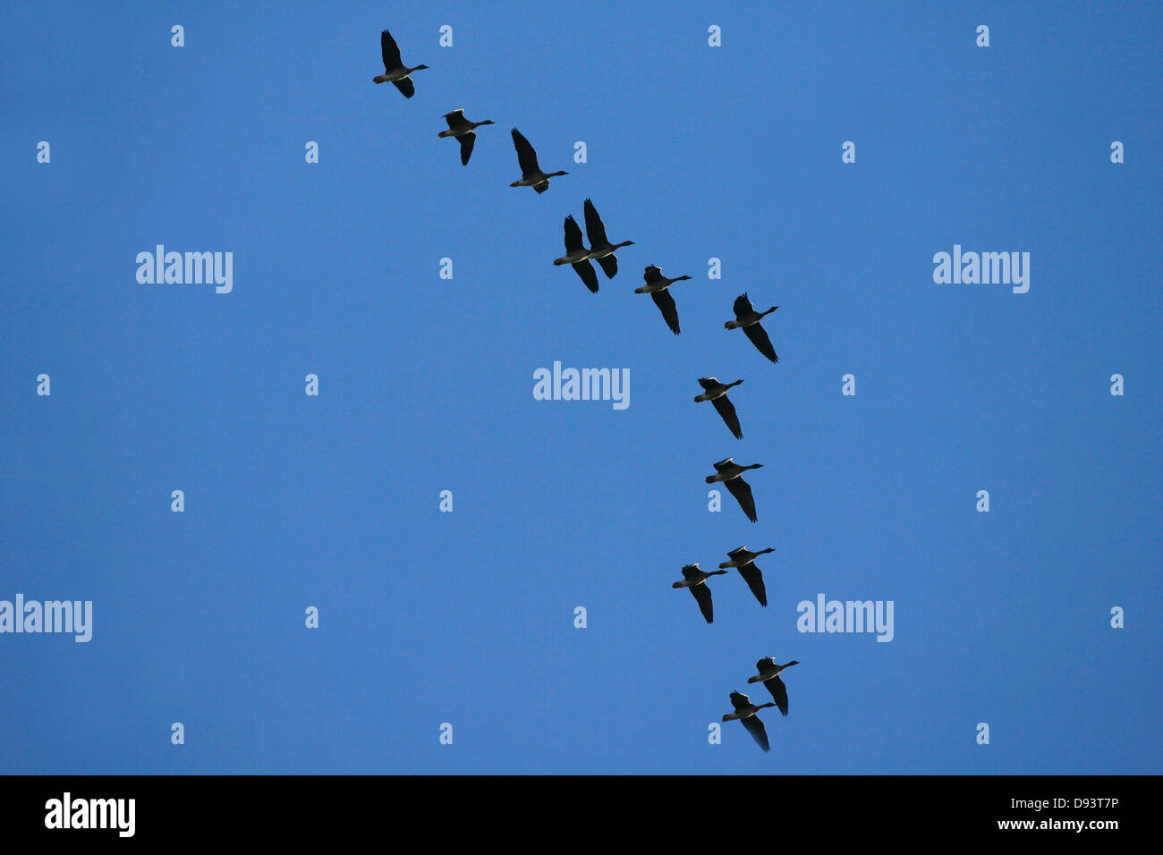 Group of flying geese Stock Photo Alamy