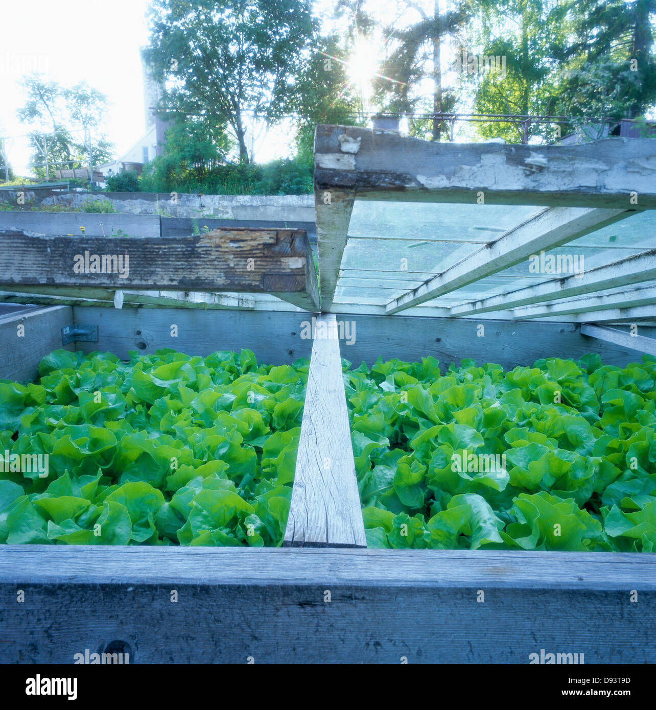 Lettuce in a hotbed Stock Photo Alamy