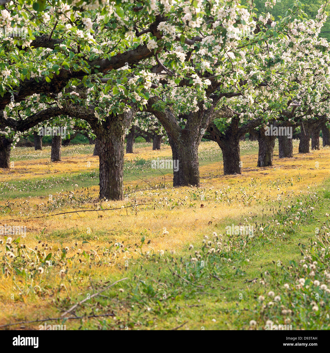 Apple trees. Stock Photo