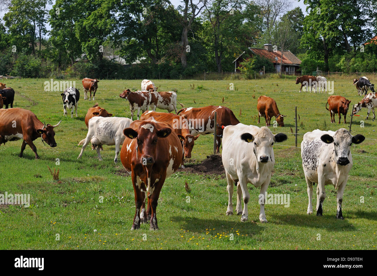 Herd of cows in pasture Stock Photo - Alamy