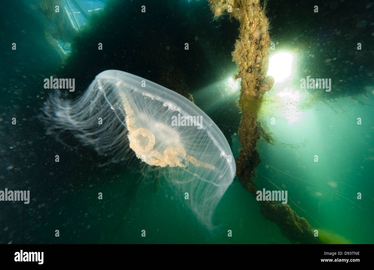 Common jellyfish underwater Stock Photo
