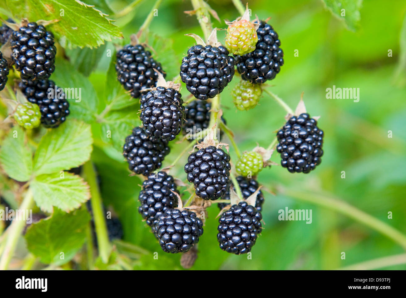 Blackberry fruit growing on branch Stock Photo Alamy