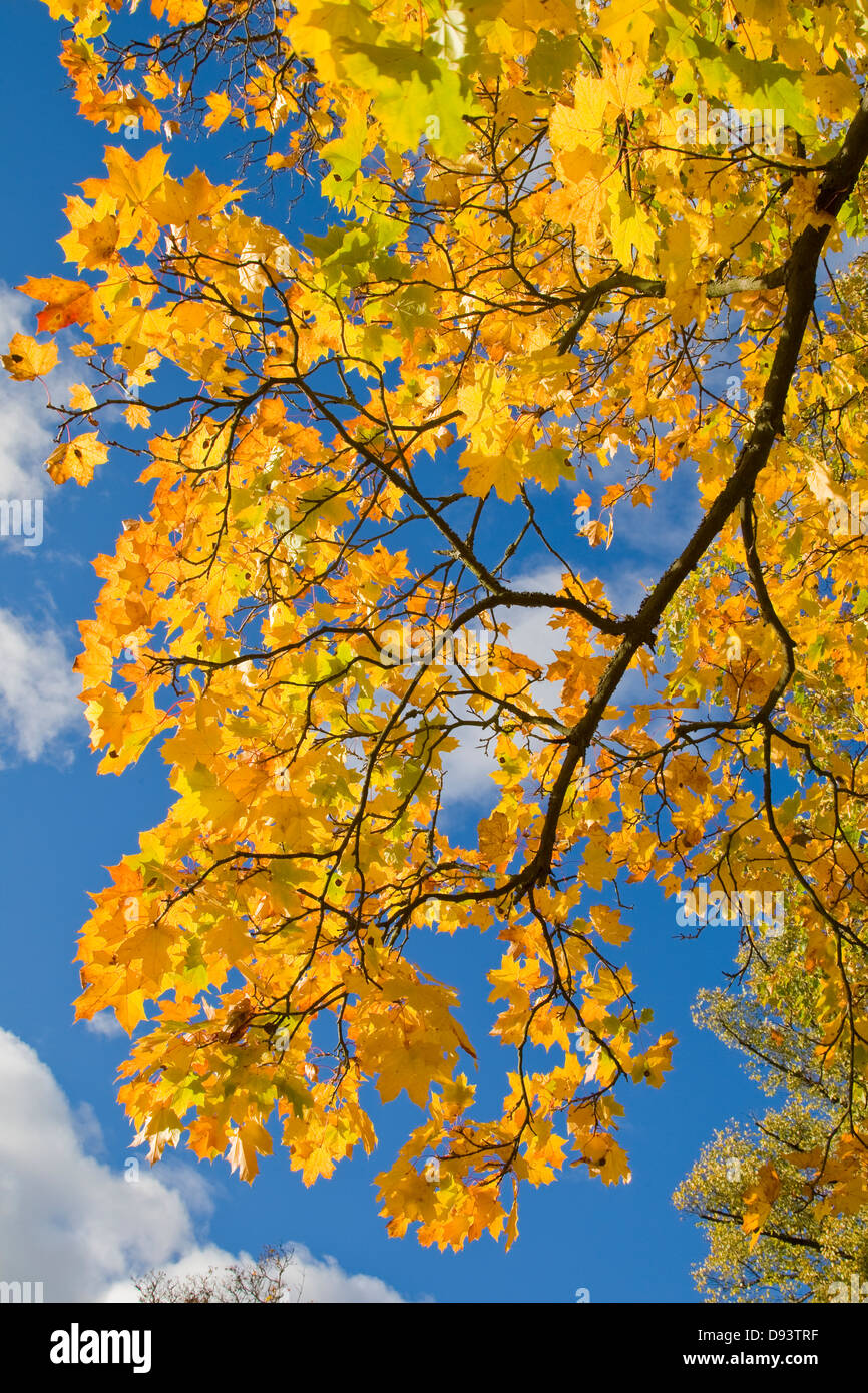 Autumn tree treetop blue sky hi-res stock photography and images - Alamy