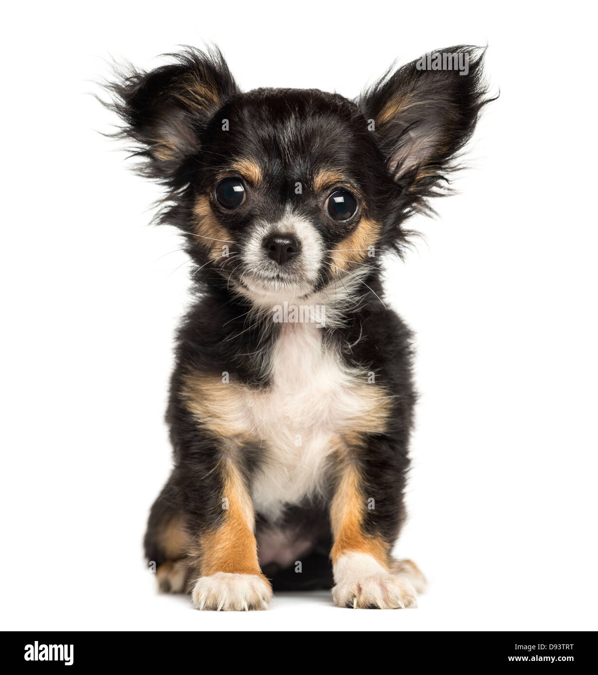 Chihuahua puppy, 3 months old, sitting against white background Stock Photo