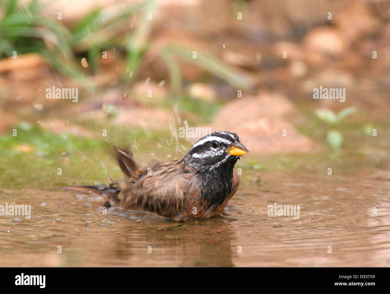 Ibis bird swimming in water Stock Photo
