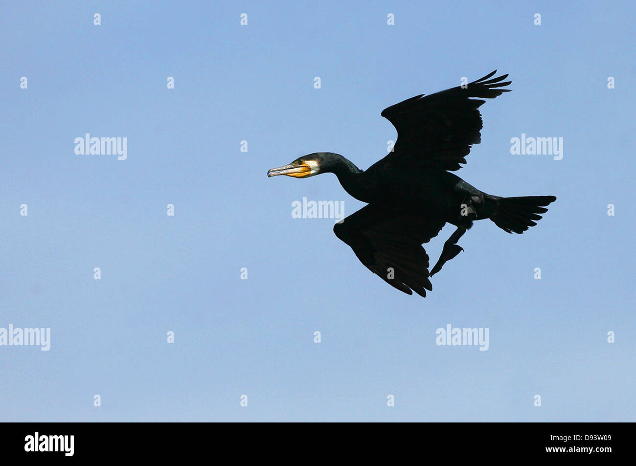 Black bird flying mid air Stock Photo